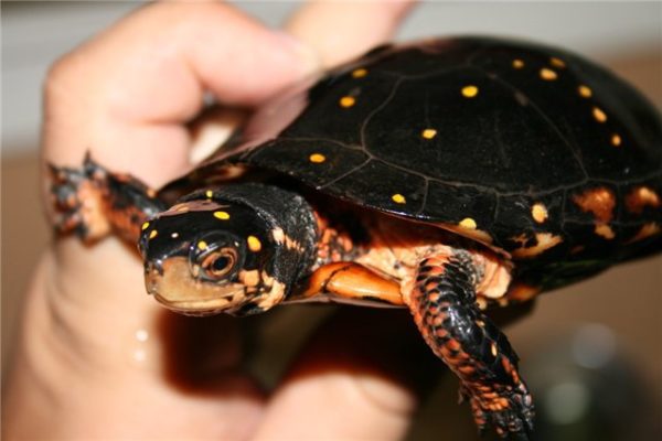 How much does a red-eared and terrestrial tortoise cost in a pet store, on the market and from hand