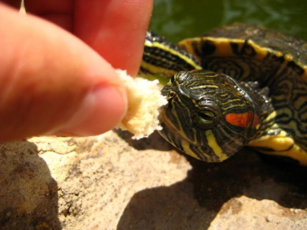 How often do you need to feed a red-eared turtle at home, how many times a day should a pet eat