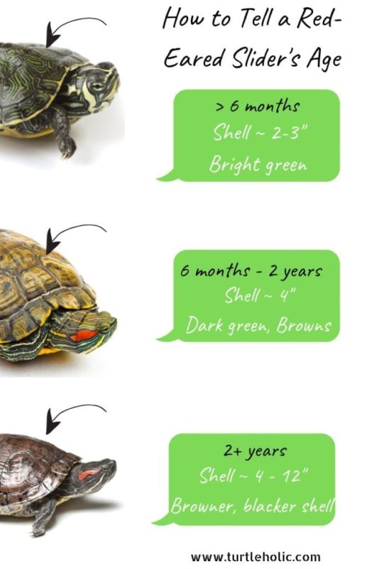 How often do you need to feed a red-eared turtle at home, how many times a day should a pet eat