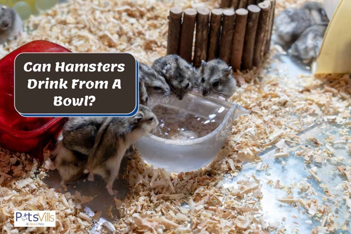 How to accustom a hamster to a drinking bowl, why the hamster does not drink water (or drinks a lot)