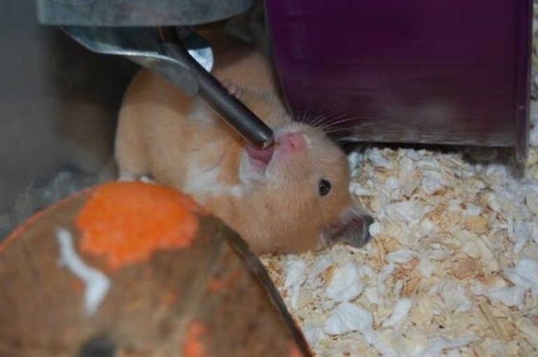 How to accustom a hamster to a drinking bowl, why the hamster does not drink water (or drinks a lot)