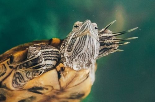 How to cut the claws of a turtle, do red-eared and land turtles need a haircut?