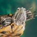 Turtle movement speed on land and in water: how sea, land and red-eared turtles run and swim (average and maximum movement speed)