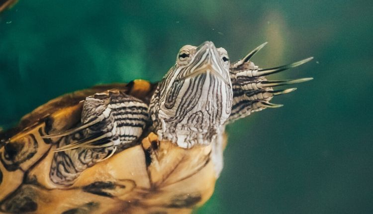 How to cut the claws of a turtle, do red-eared and land turtles need a haircut?