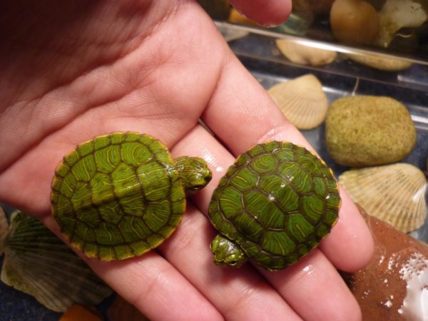 How to determine the age of a red-eared turtle at home (photo)