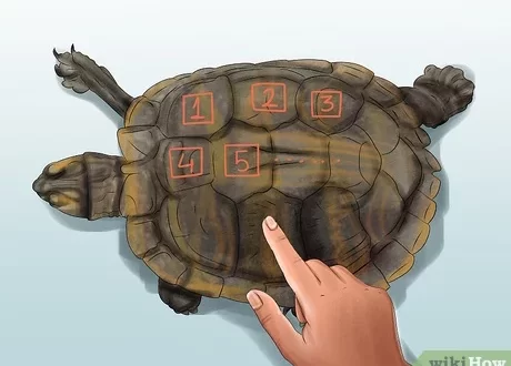 How to determine the age of a red-eared turtle at home (photo)
