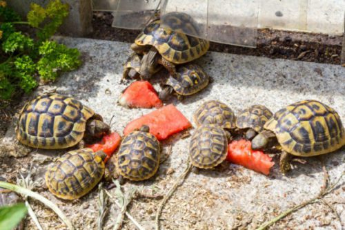 How to determine the age of the land Central Asian tortoise at home (photo)