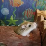How to play with a hamster at home