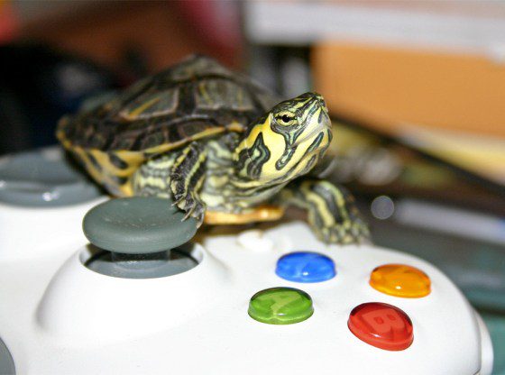 How to play with a turtle, can it be trained