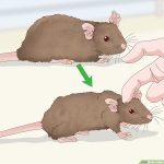 How to understand that a domestic rat is dying of old age and illness
