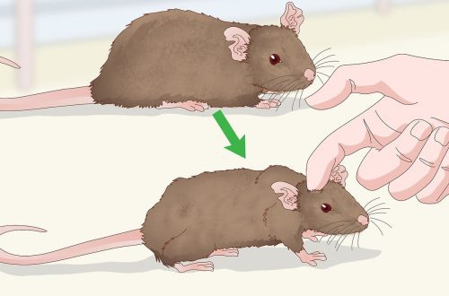 How to understand that a domestic rat is dying of old age and illness