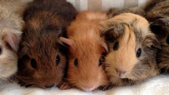 Interesting facts about guinea pigs for children and adults
