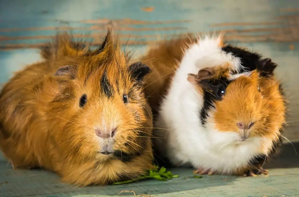 Interesting facts about guinea pigs for children and adults