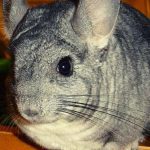 Is it possible for chinchilla nuts (walnuts, pine and others)