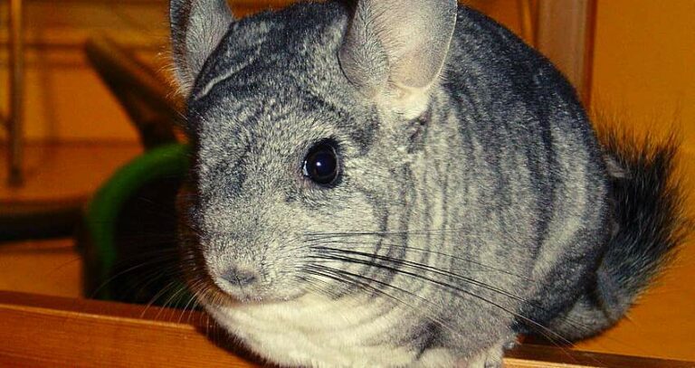 Is it possible for chinchilla nuts (walnuts, pine and others)