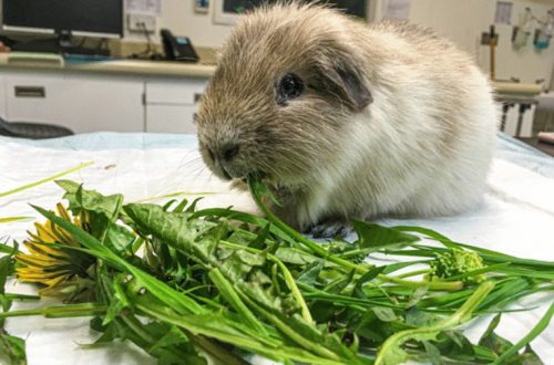 Is it possible to give guinea pigs sorrel