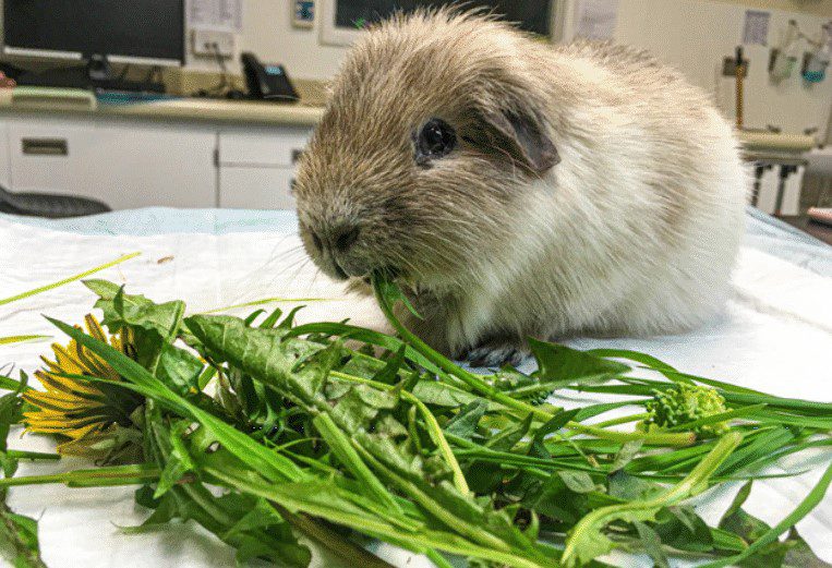 Is it possible to give guinea pigs sorrel