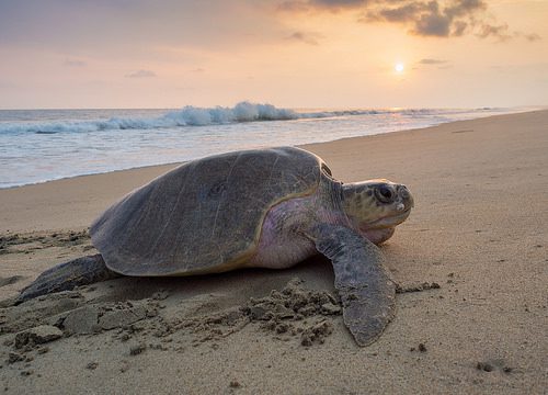 Leatherback turtle loot - description with photos