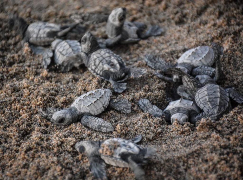 Leatherback turtle loot - description with photos