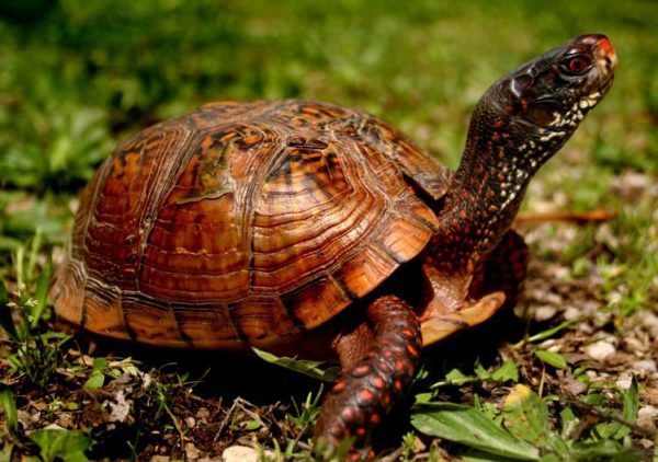 Moulting in red-eared turtles: the shell exfoliates, the skin on the neck and paws peels off and peels off