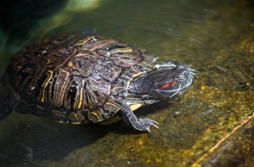 Moulting in red-eared turtles: the shell exfoliates, the skin on the neck and paws peels off and peels off