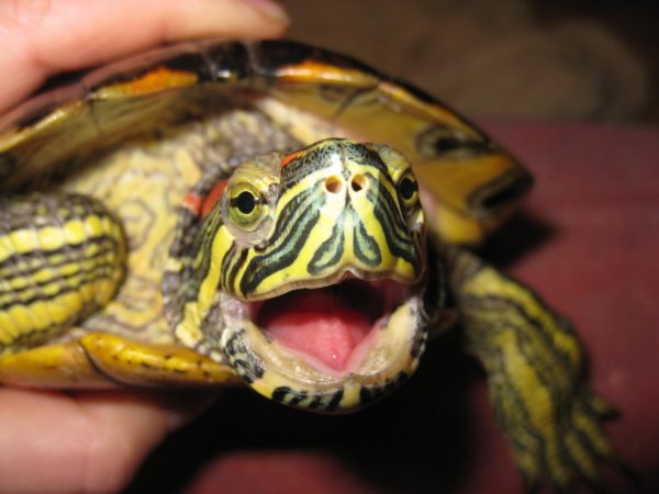 Mouth and teeth of turtles, how many teeth are in the mouth of turtles