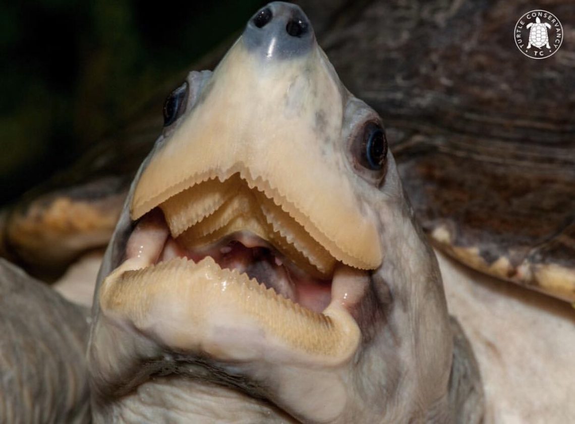 Mouth and teeth of turtles, how many teeth are in the mouth of turtles