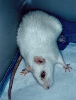 Mycoplasmosis in rats: symptoms, treatment and prevention