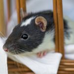 Rat house: choice, purpose and DIY creation