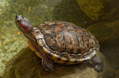 Rickets in red-eared and tortoises: symptoms, treatment, prevention