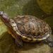 Turtles in Russia: what species live and are found in our nature