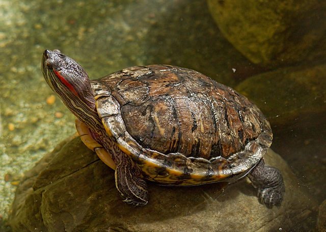 Rickets in red-eared and tortoises: symptoms, treatment, prevention