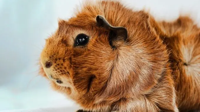 Rosette guinea pig (rosette, Abyssinian) - breed description with photos