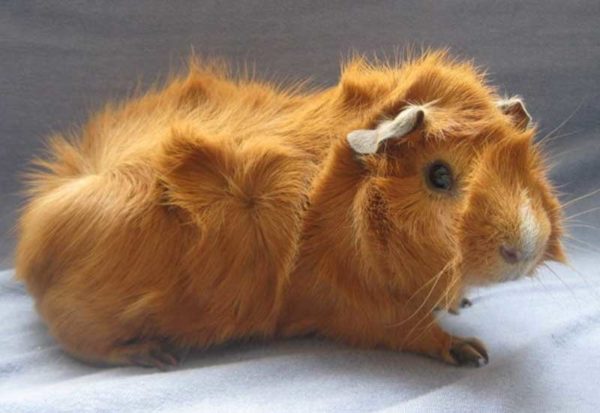 Rosette guinea pig (rosette, Abyssinian) - breed description with photos