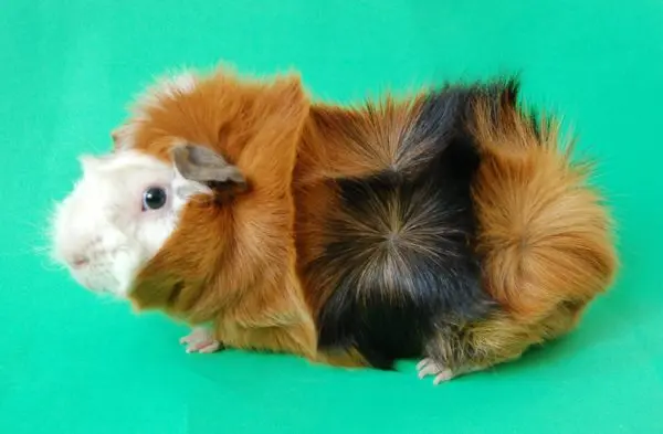 Rosette guinea pig (rosette, Abyssinian) - breed description with photos