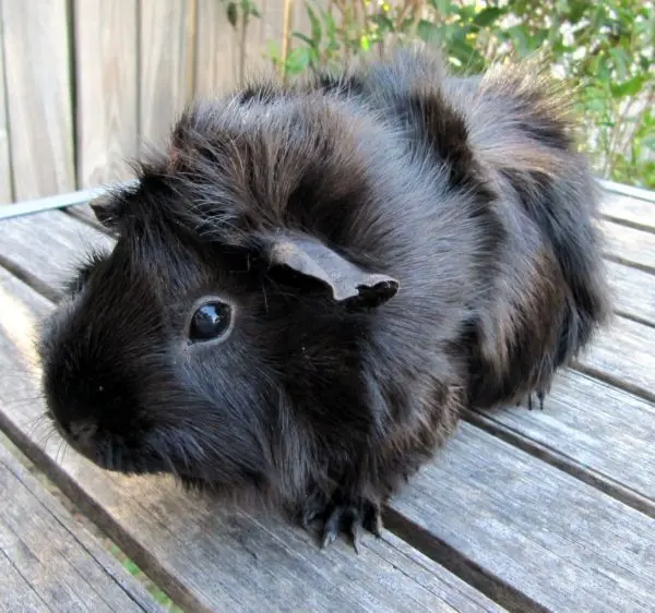 Rosette guinea pig (rosette, Abyssinian) - breed description with photos