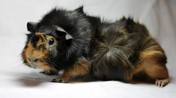 Rosette guinea pig (rosette, Abyssinian) - breed description with photos