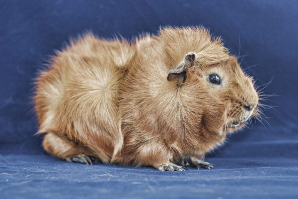 Rosette guinea pig (rosette, Abyssinian) - breed description with photos