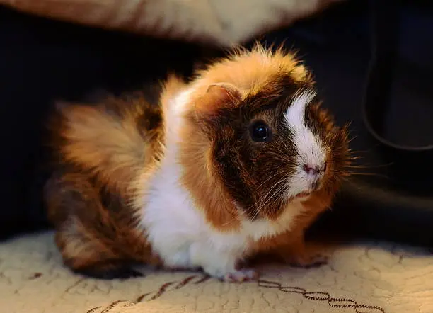 Rosette guinea pig (rosette, Abyssinian) - breed description with photos