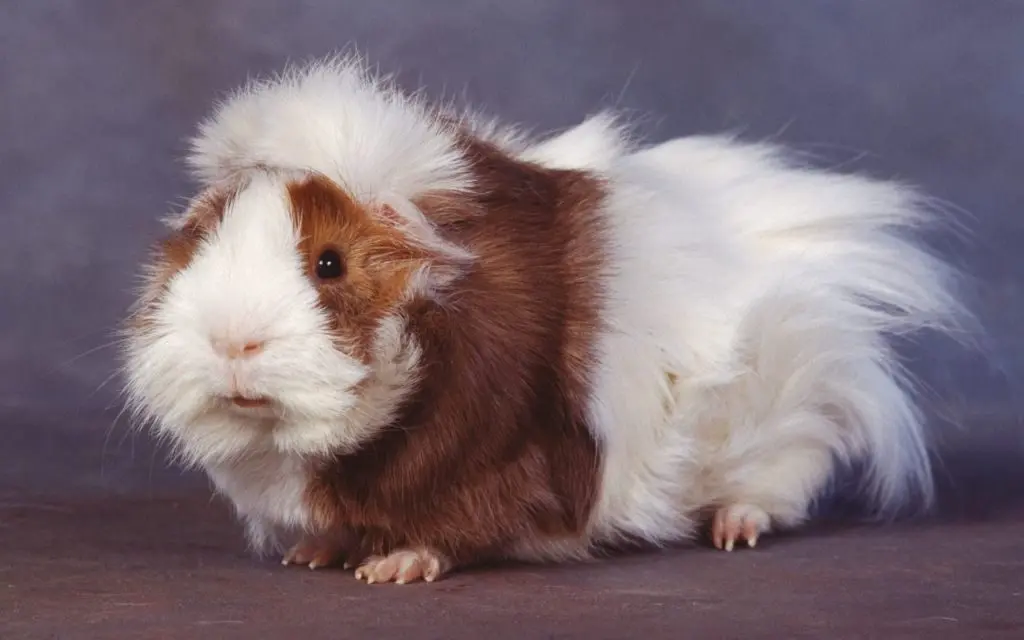 Rosette guinea pig (rosette, Abyssinian) - breed description with photos