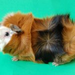 Rosette guinea pig (rosette, Abyssinian) – breed description with photos