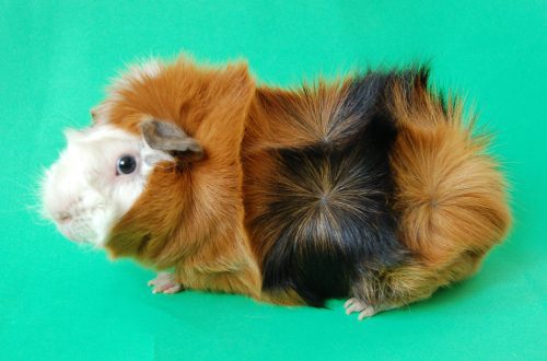 Rosette guinea pig (rosette, Abyssinian) &#8211; breed description with photos