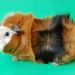 Rosette guinea porg (rosette, Abyssinian) - descrizzione di razza cù ritratti
