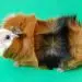 Rosette guinea pig (rosette, Abyssinian) &#8211; breed description with photos