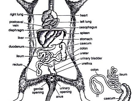 Skeleton and anatomy of the rat, internal structure and arrangement of organs
