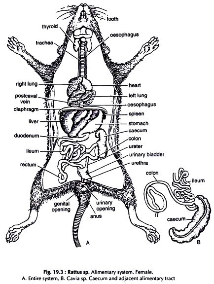Skeleton and anatomy of the rat, internal structure and arrangement of organs