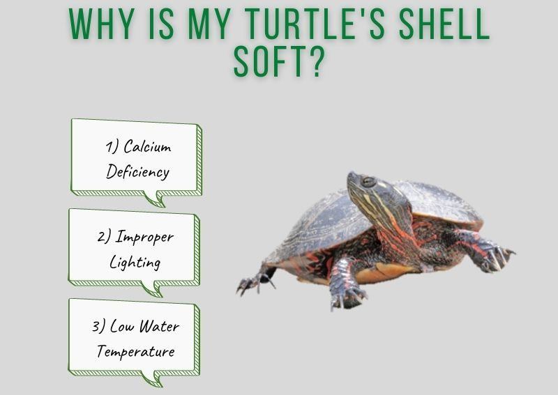Soft turtle shell: causes and treatment