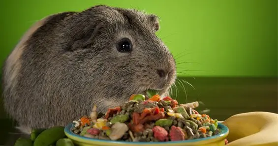 The best food for guinea pigs: composition, description, rating