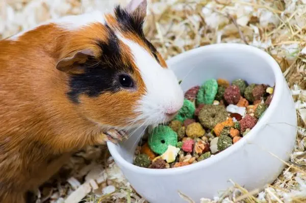 The best food for guinea pigs: composition, description, rating