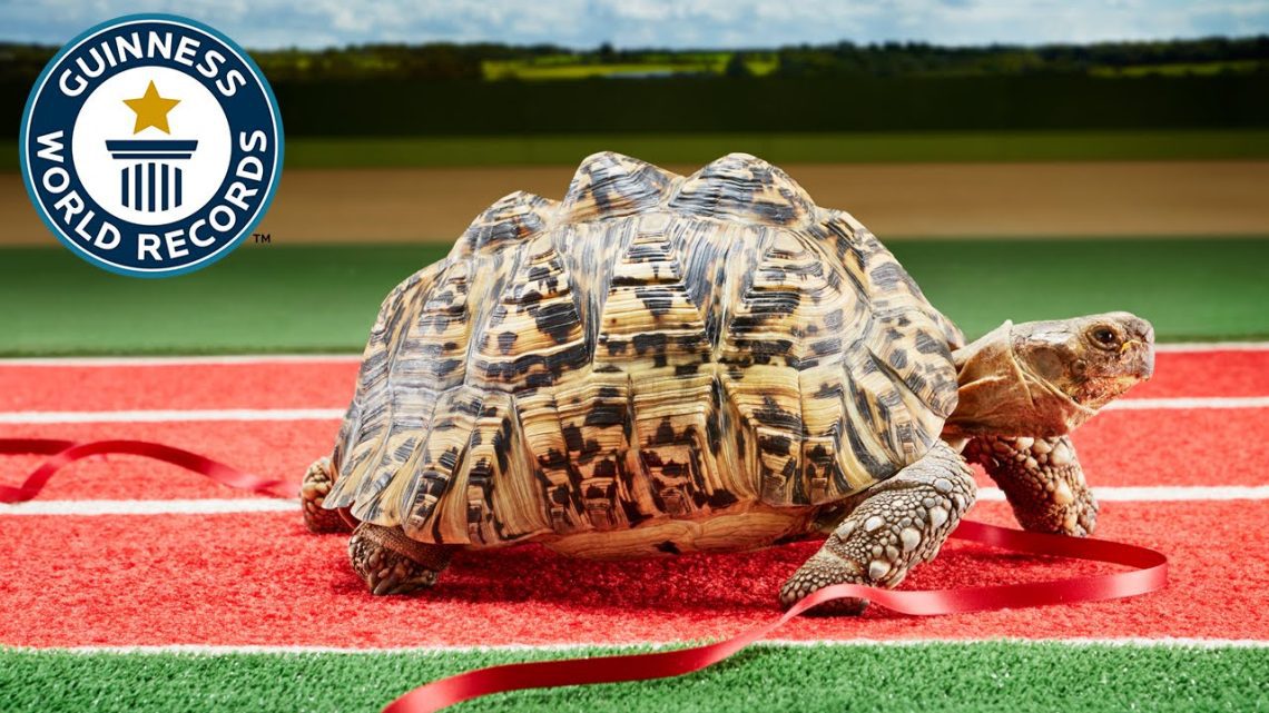 The fastest turtle in the world